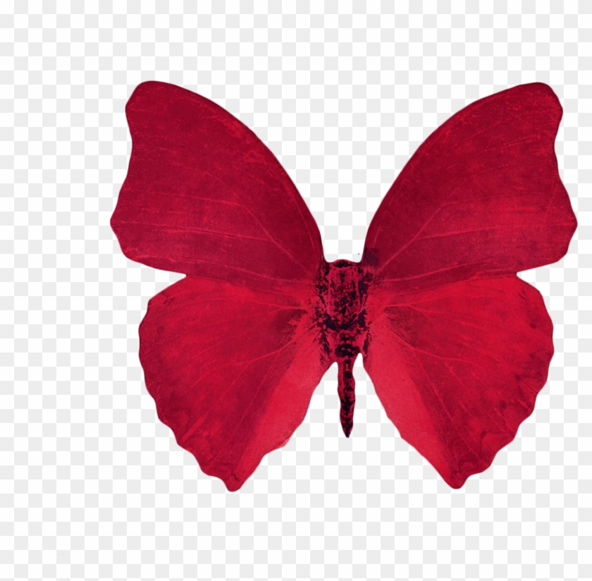 Aesthetic Butterfly Transparent Background