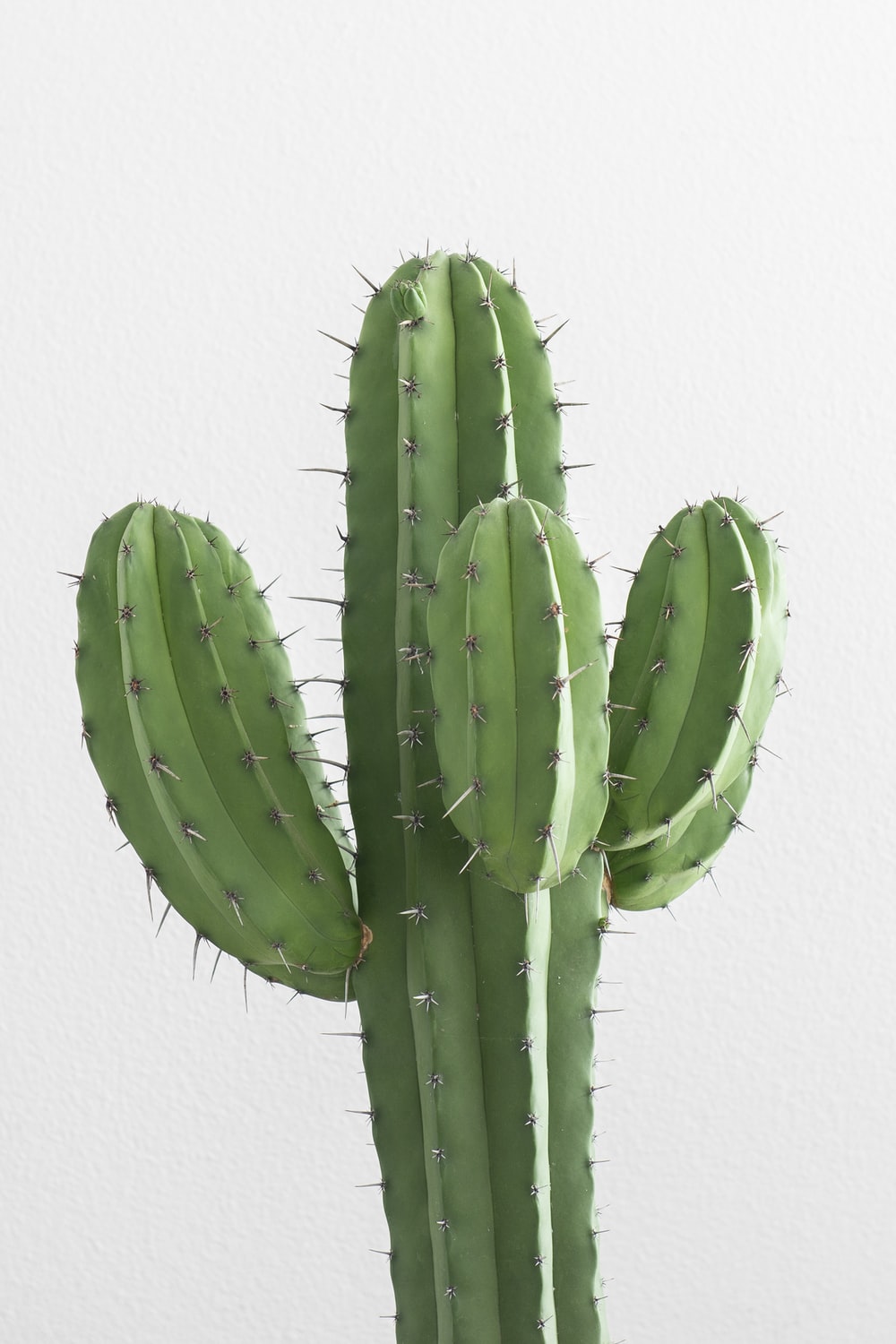 Aesthetic Cactus Wallpapers