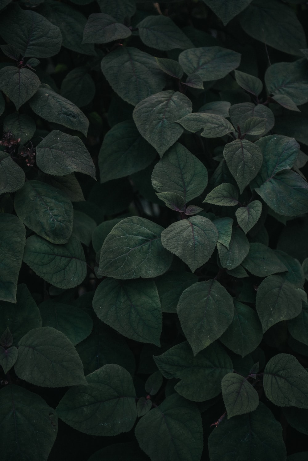 Aesthetic Dark Green Leaves Wallpapers