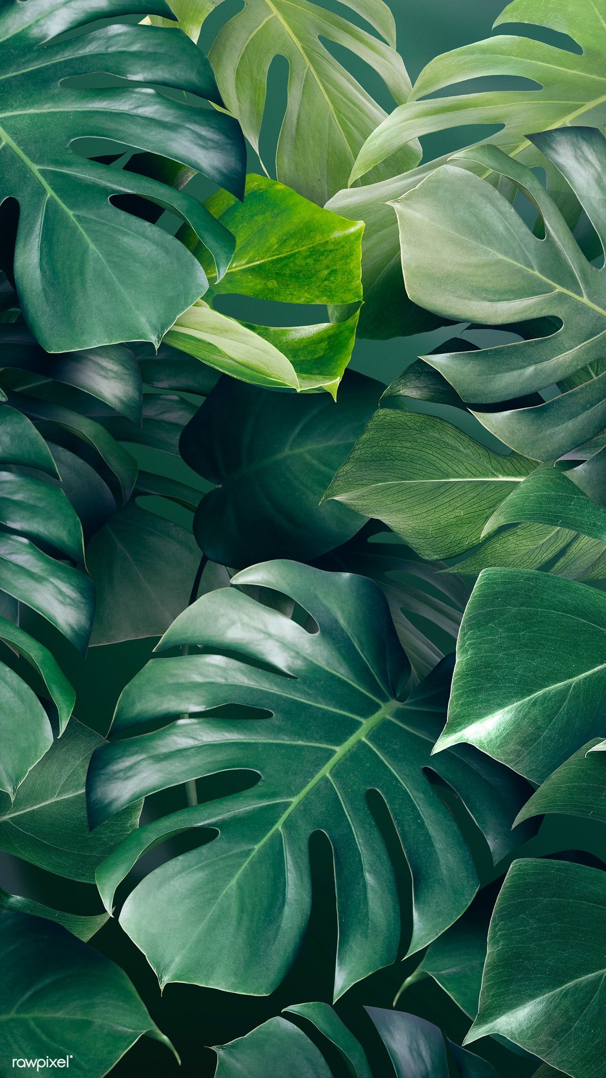 Aesthetic Dark Green Leaves Wallpapers