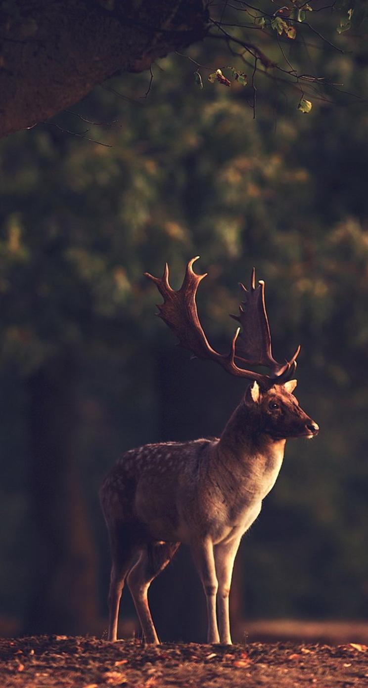 Aesthetic Deer Wallpapers