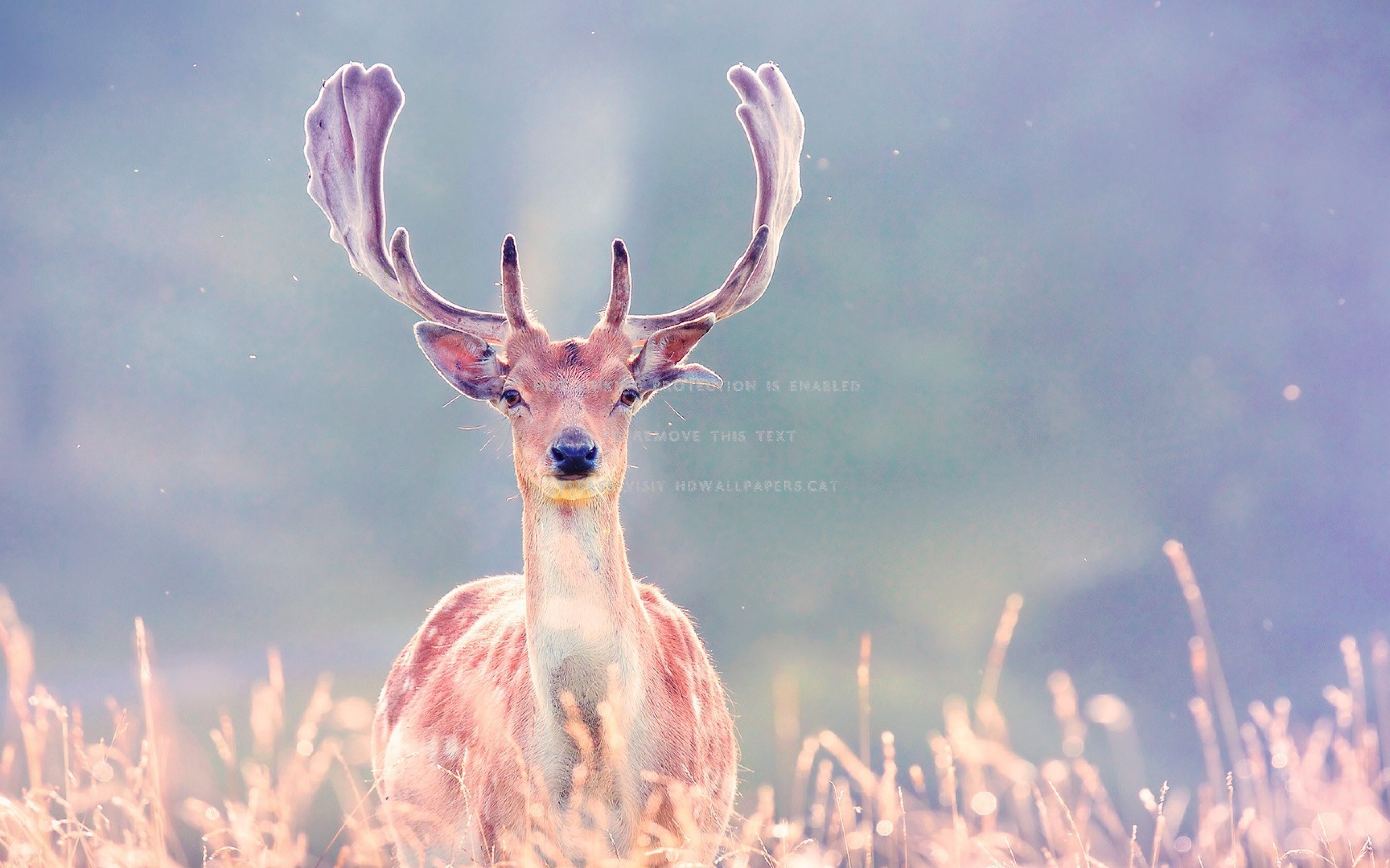 Aesthetic Deer Wallpapers