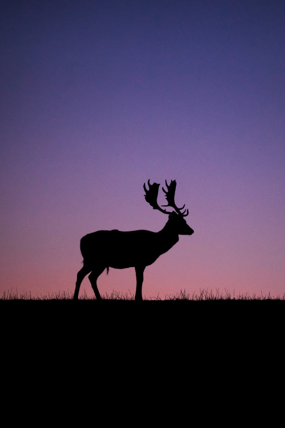 Aesthetic Deer Wallpapers