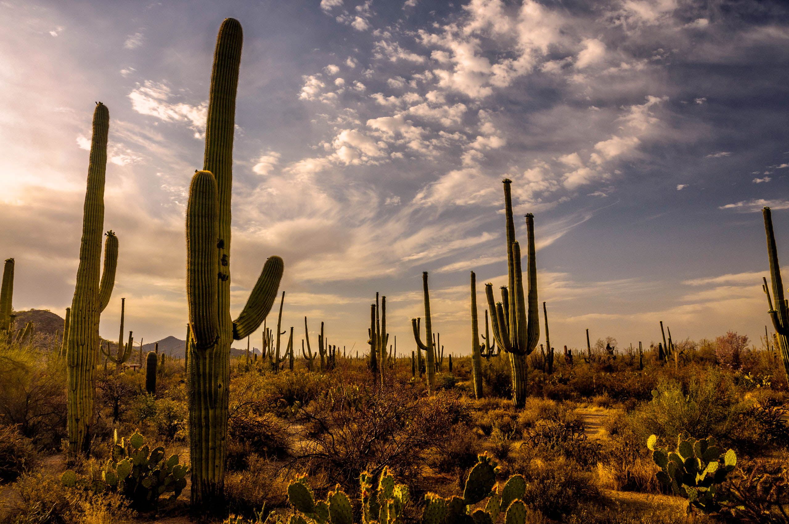 Aesthetic Desert Wallpapers