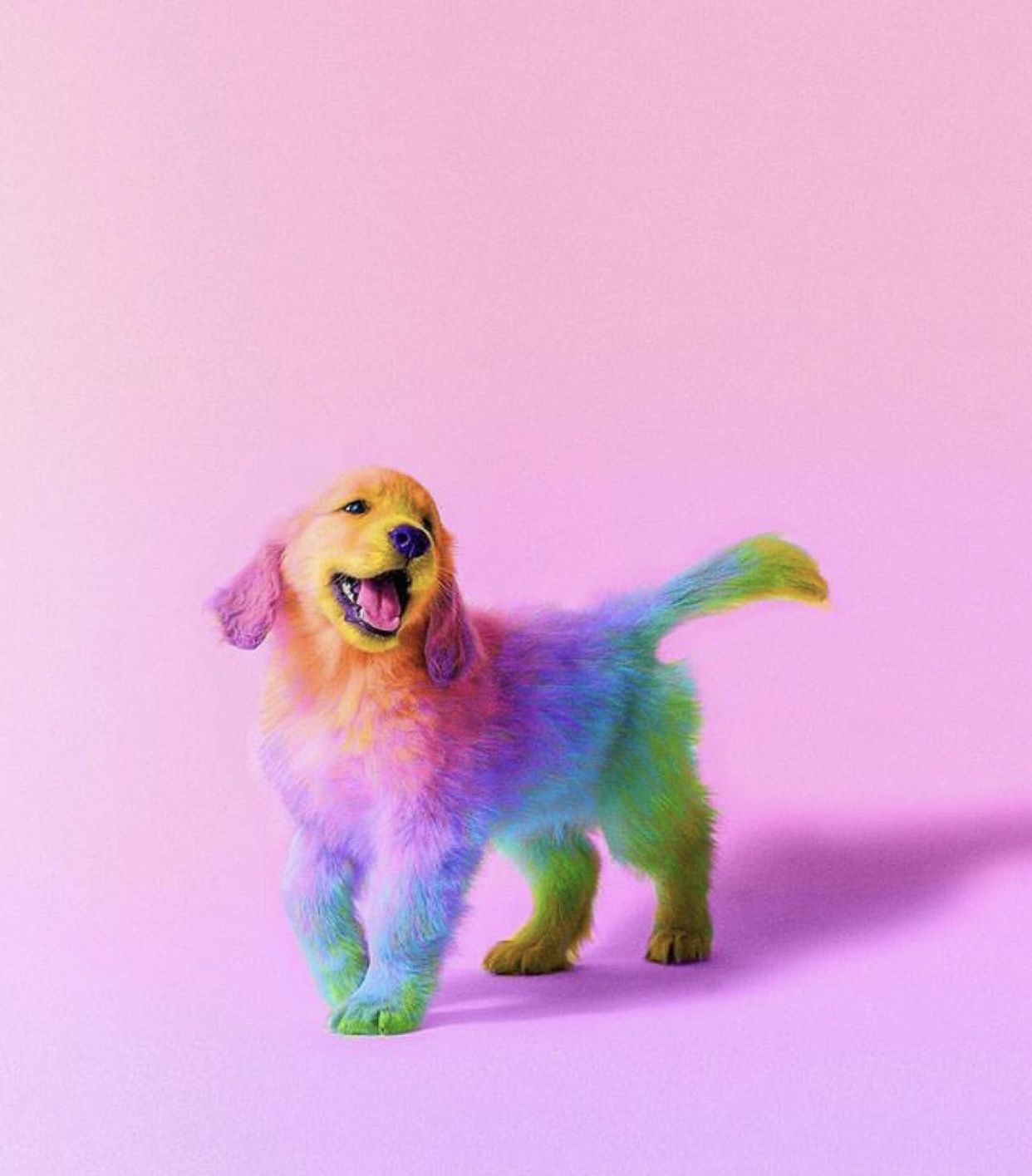 Aesthetic Dog Wallpapers