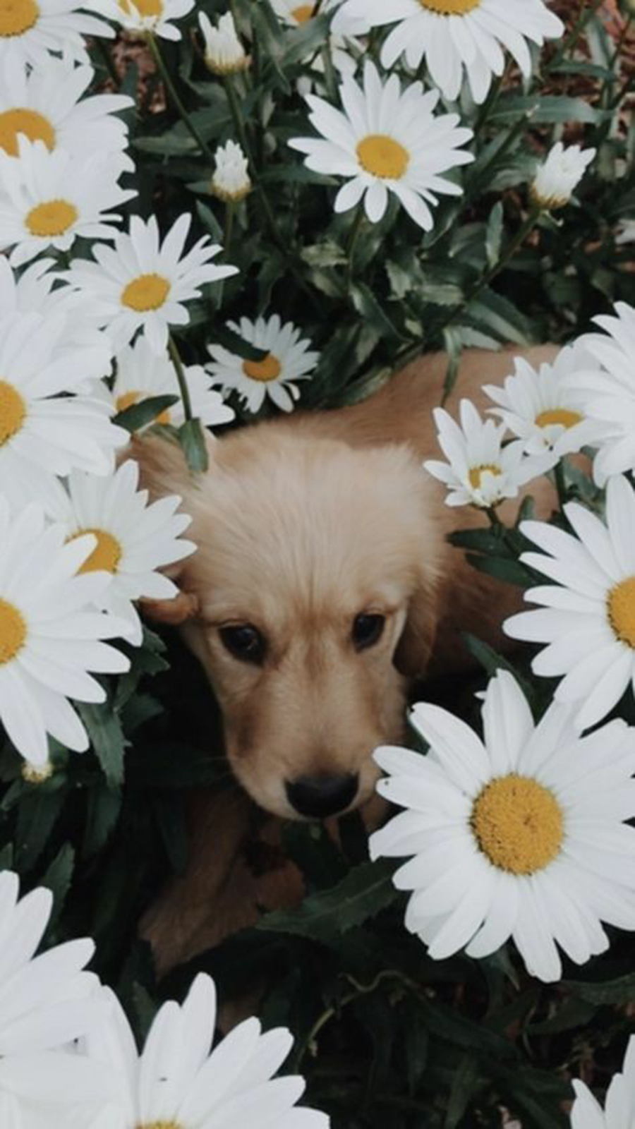 Aesthetic Dog Wallpapers