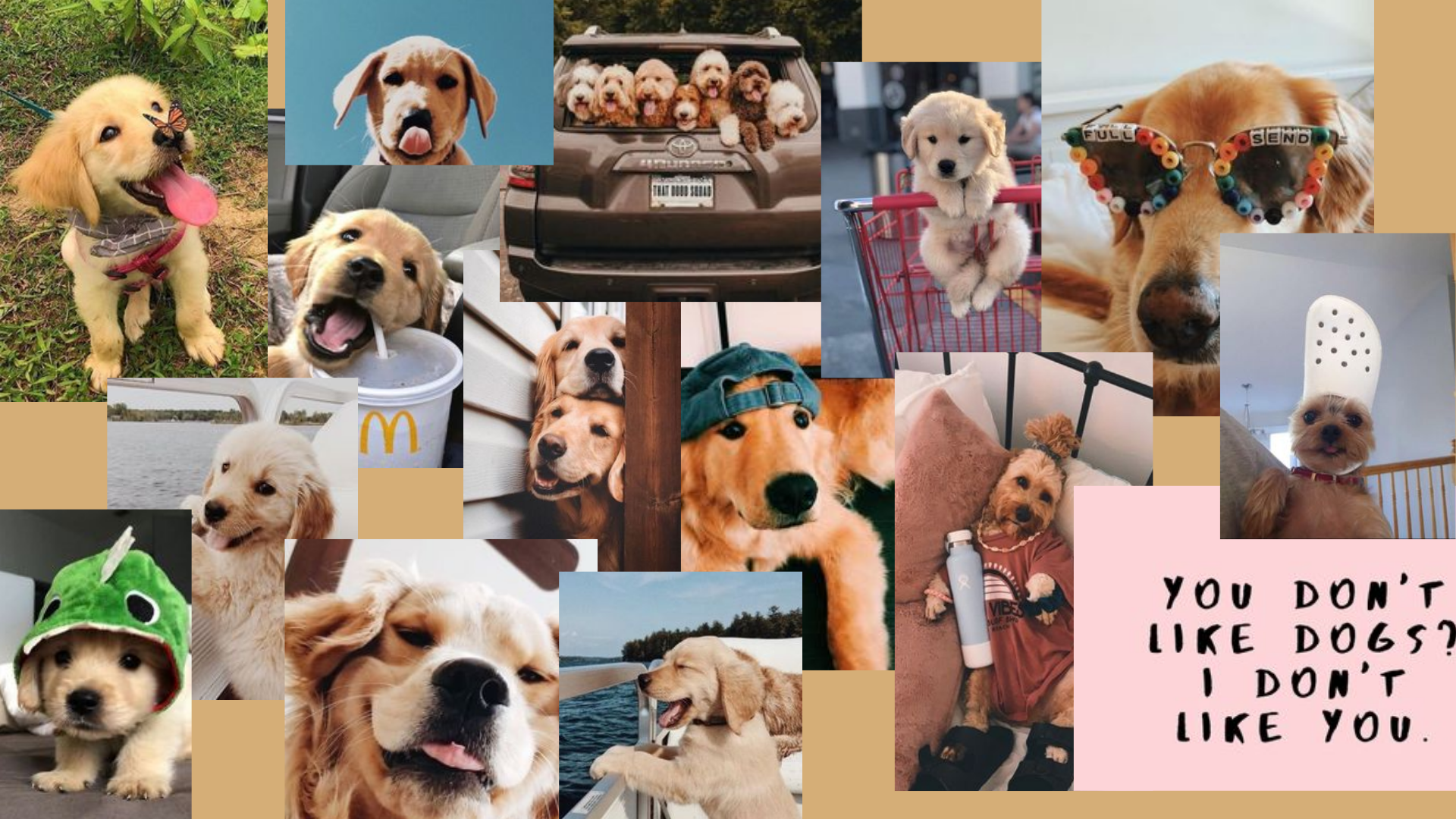 Aesthetic Dog Wallpapers