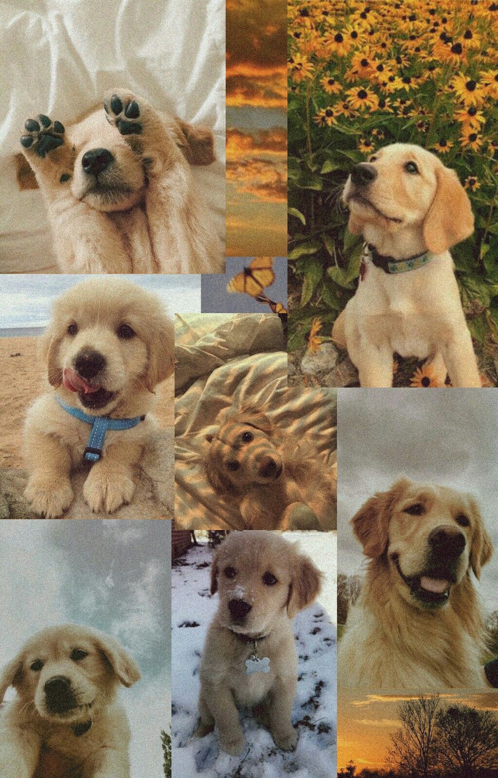 Aesthetic Dog Wallpapers