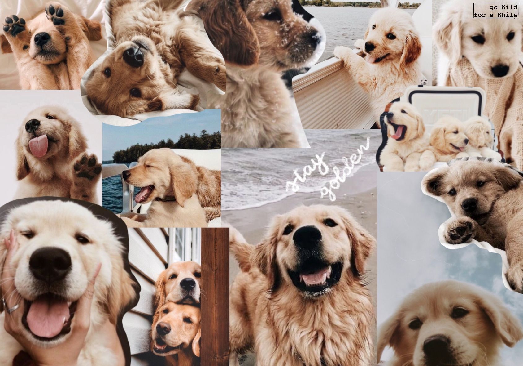 Aesthetic Dog Wallpapers