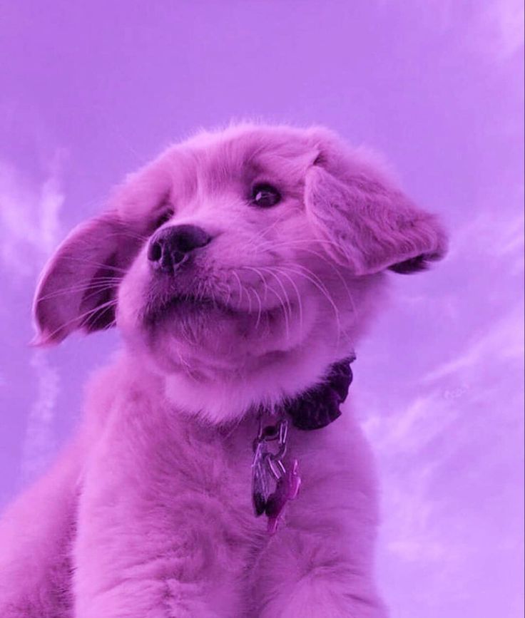 Aesthetic Dog Wallpapers