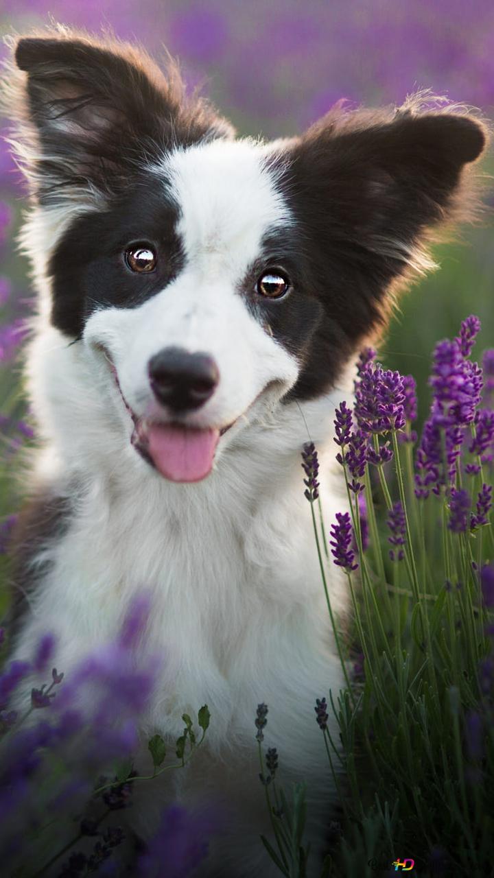 Aesthetic Dog Wallpapers