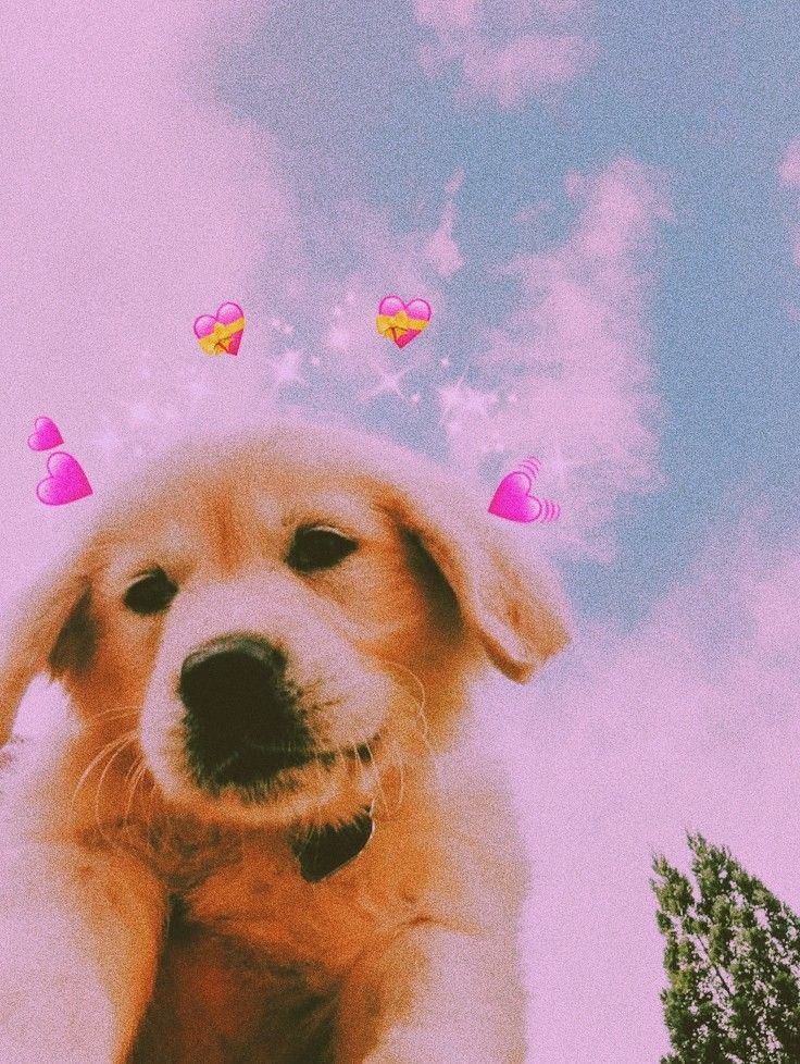 Aesthetic Dog Wallpapers