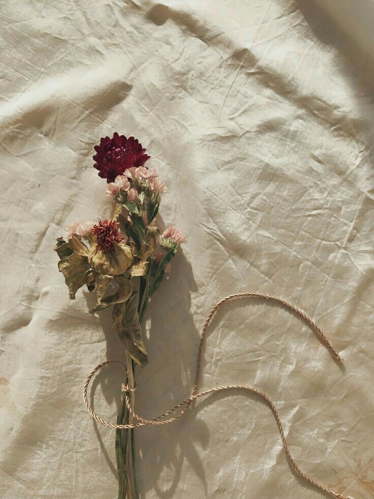 Aesthetic Dried Flower Wallpapers