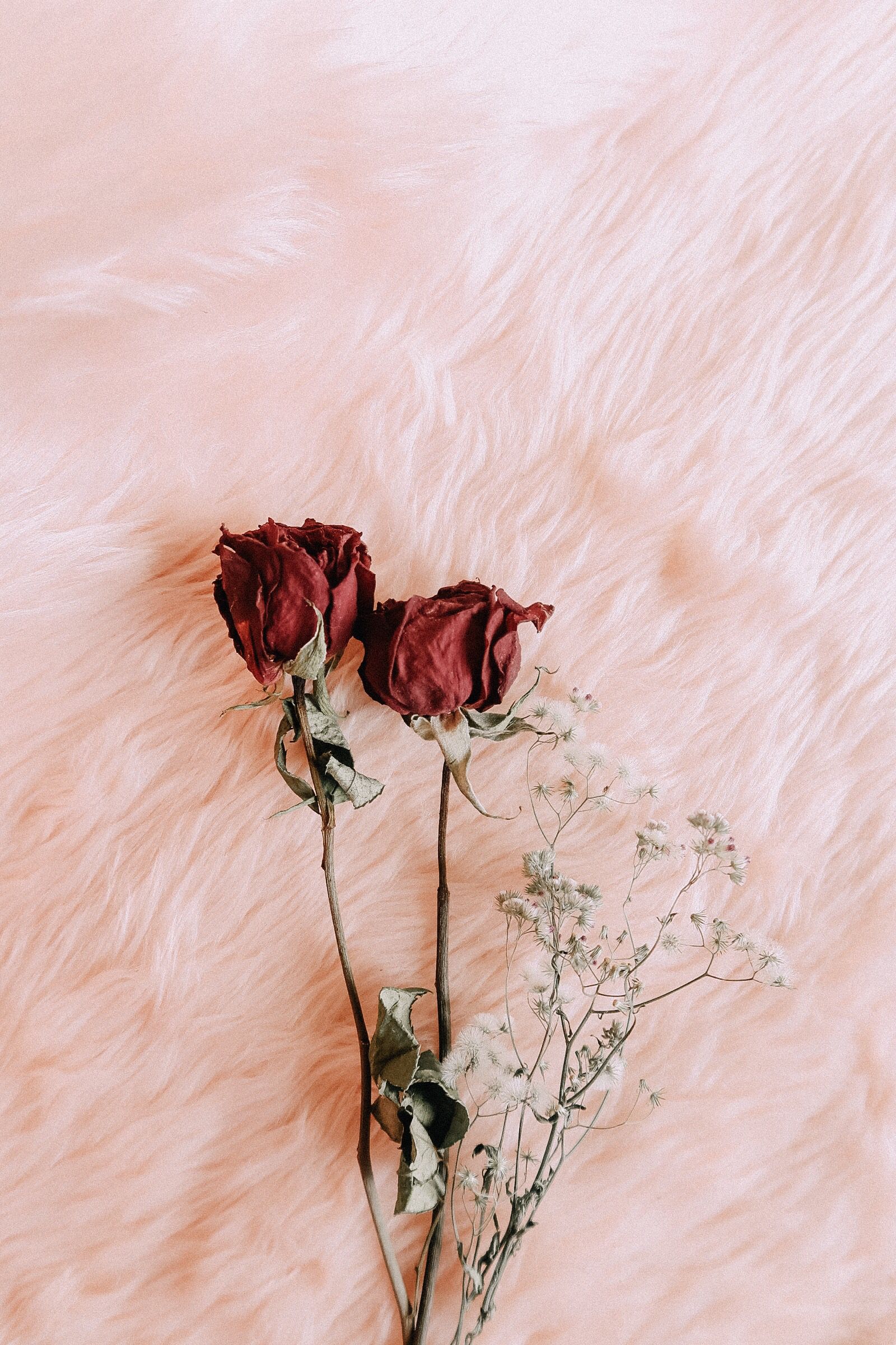 Aesthetic Dried Flower Wallpapers