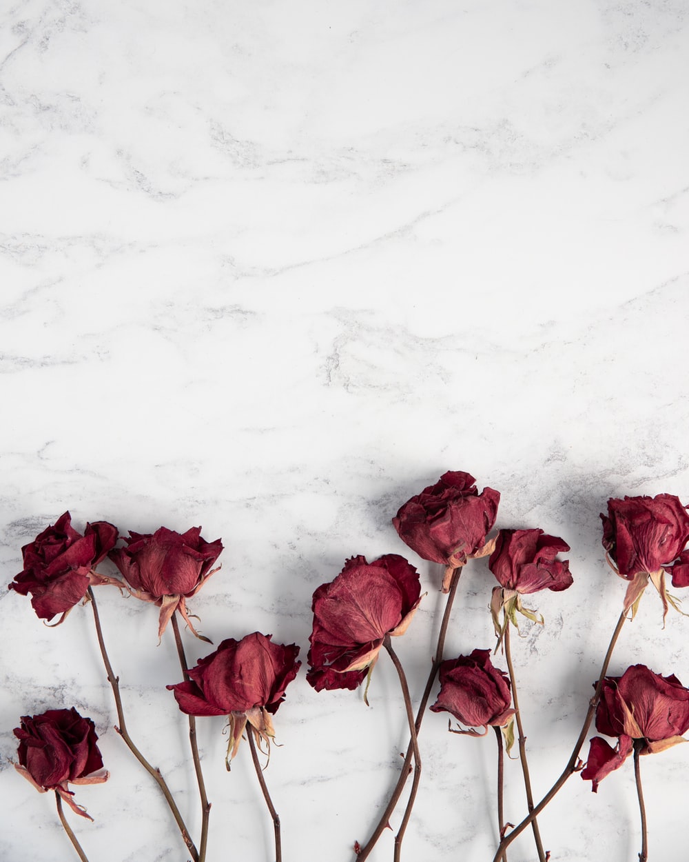 Aesthetic Dried Flower Wallpapers