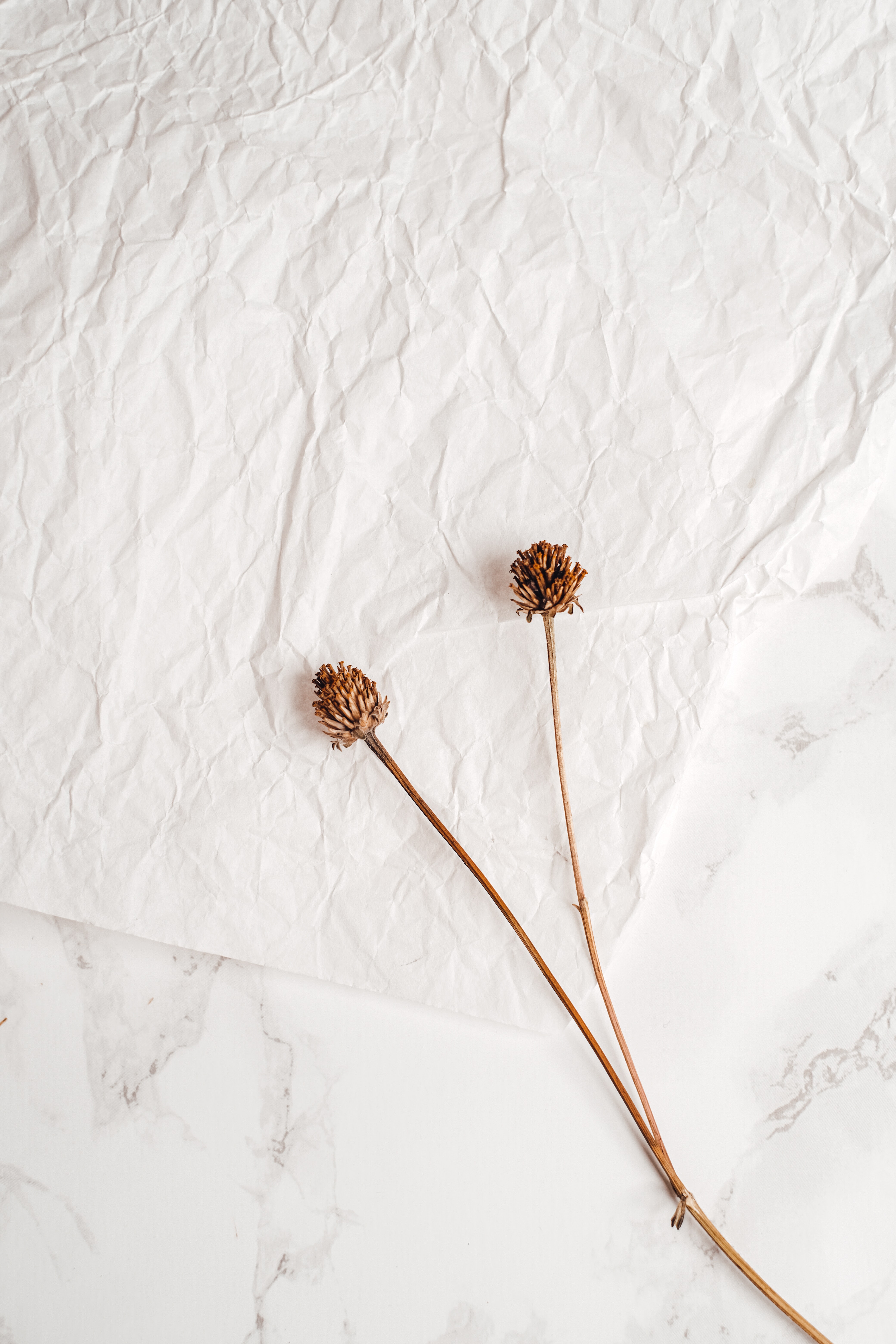 Aesthetic Dried Flower Wallpapers