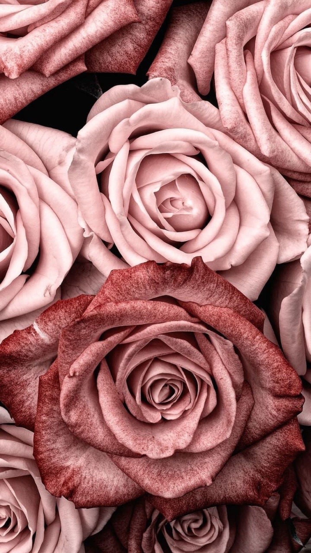 Aesthetic Dusty Rose Wallpapers