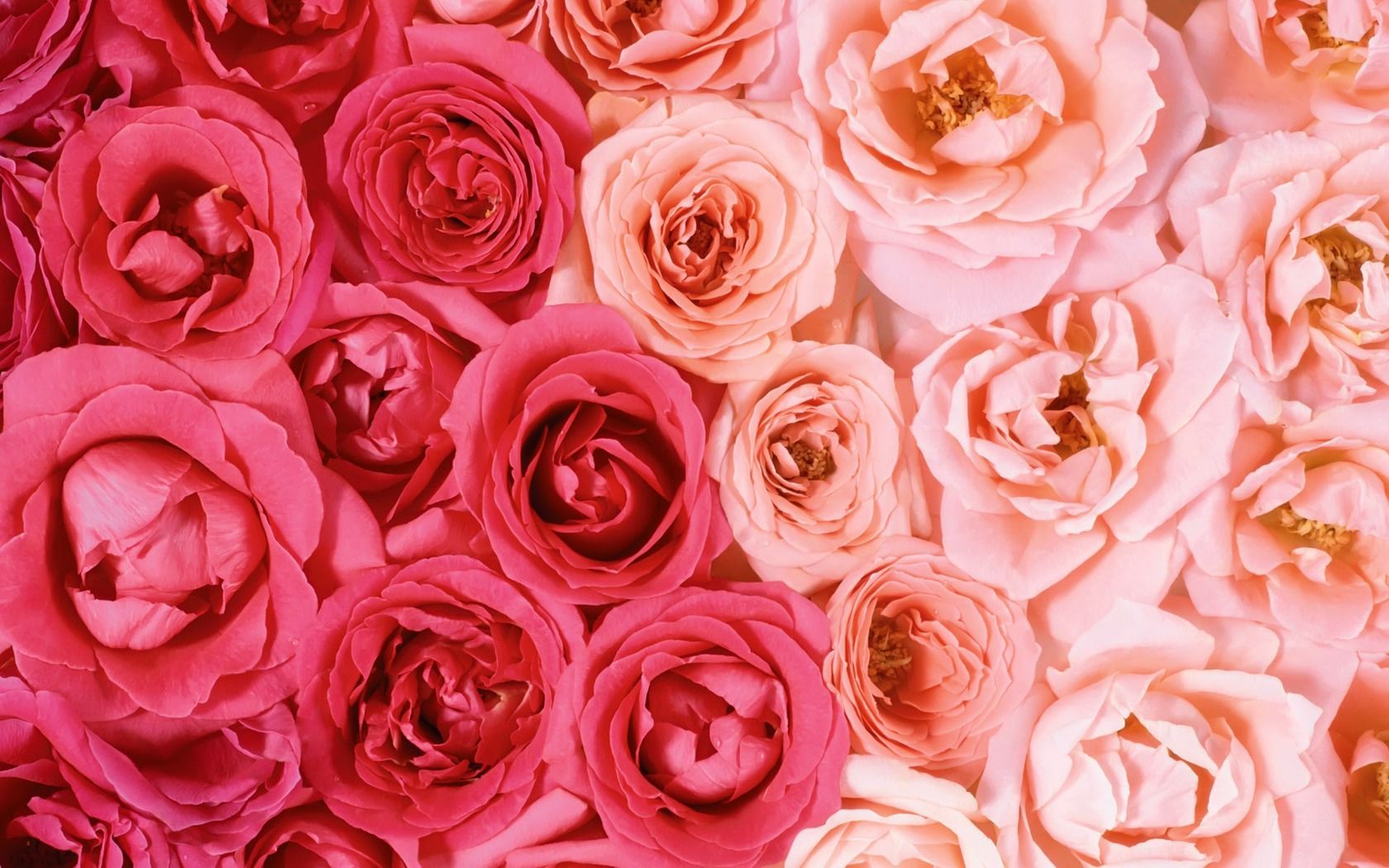 Aesthetic Dusty Rose Wallpapers