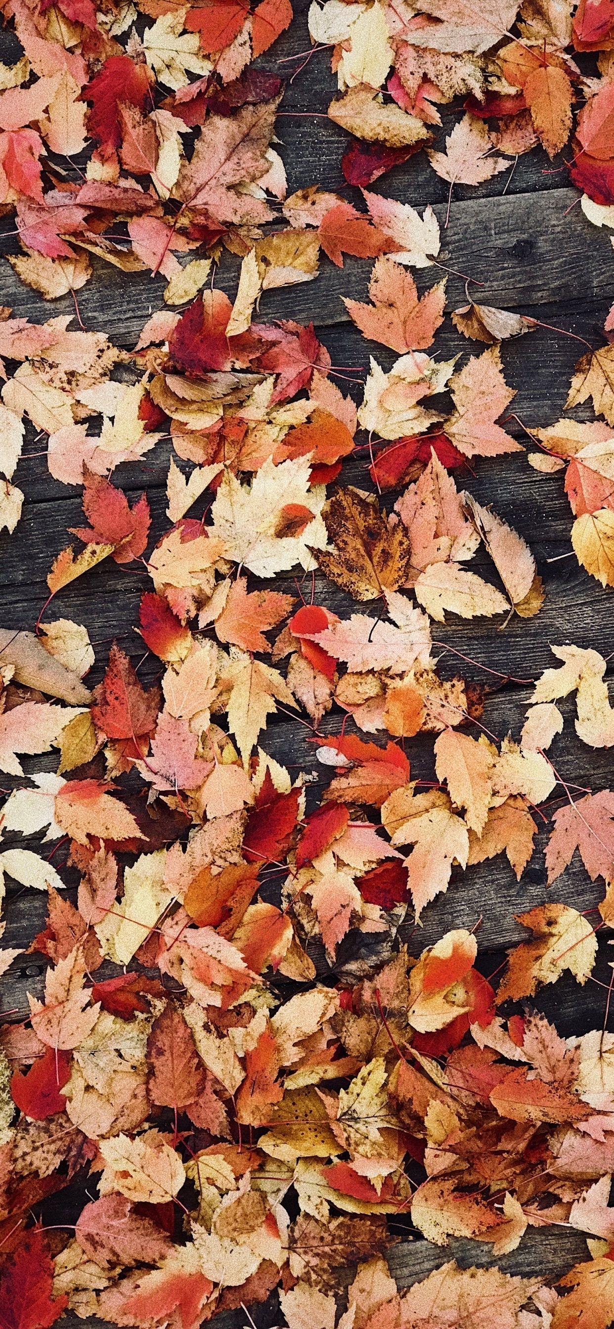 Aesthetic Fall Iphone Wallpapers