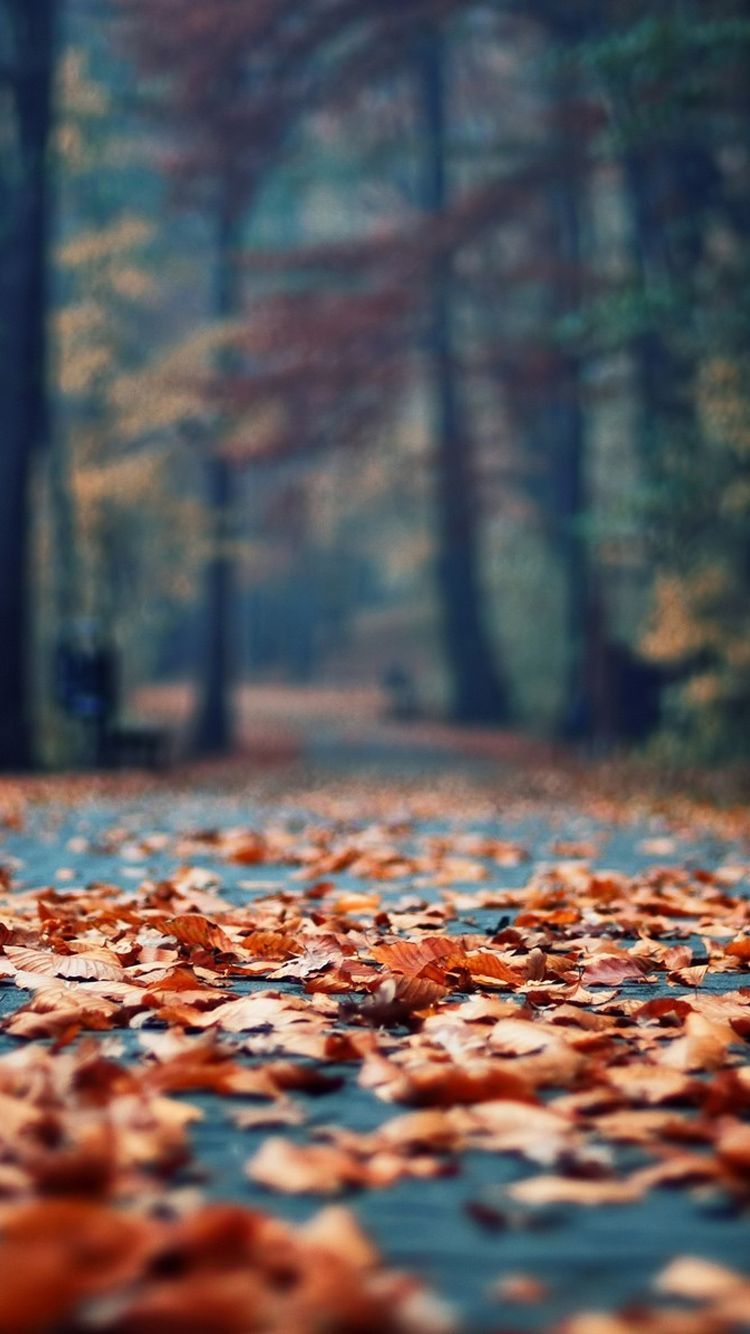 Aesthetic Fall Iphone Wallpapers