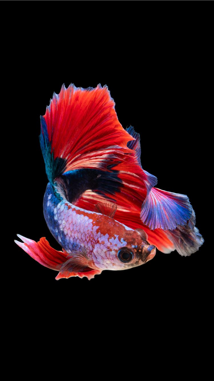 Aesthetic Fish Wallpapers