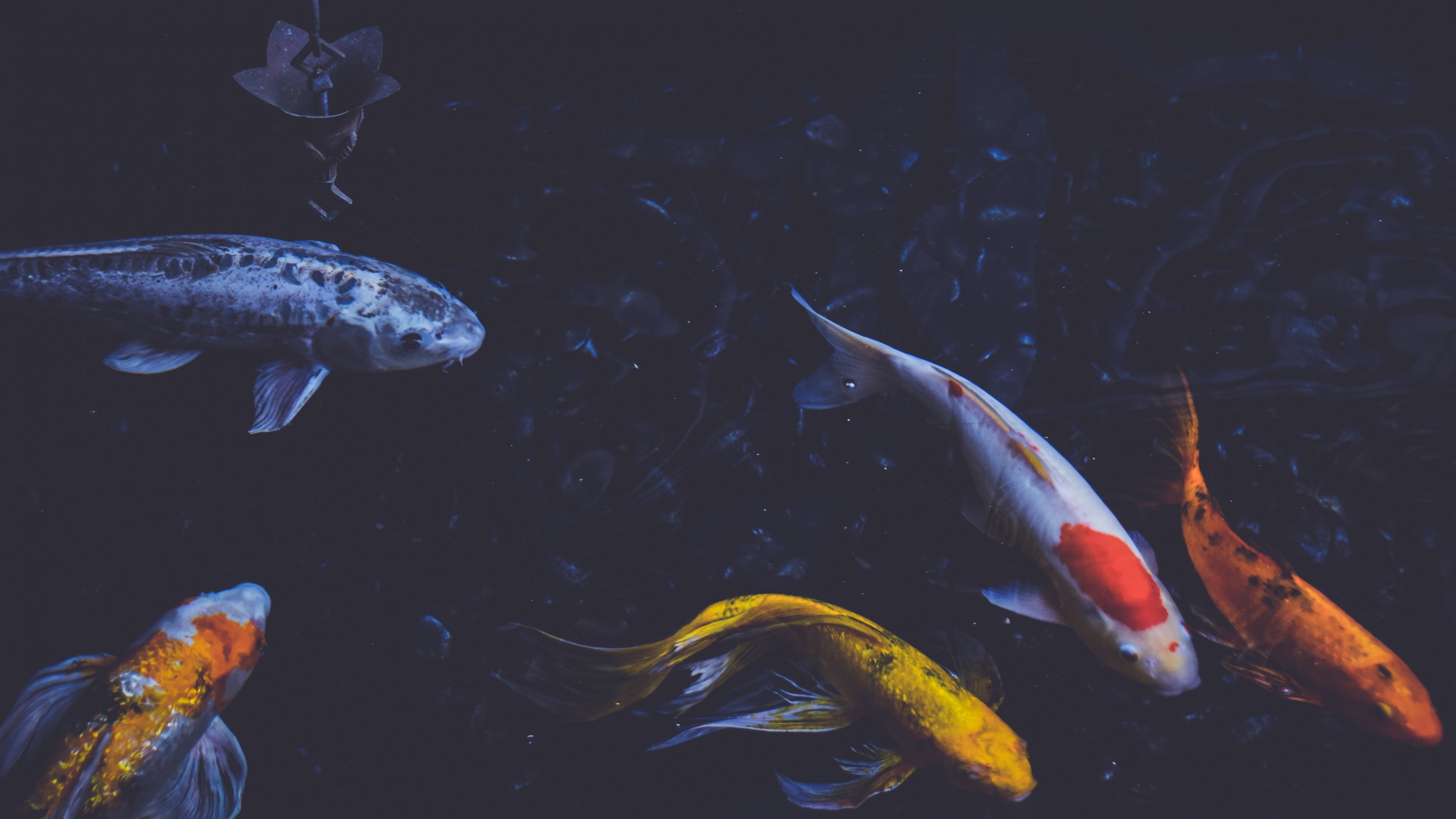 Aesthetic Fish Wallpapers