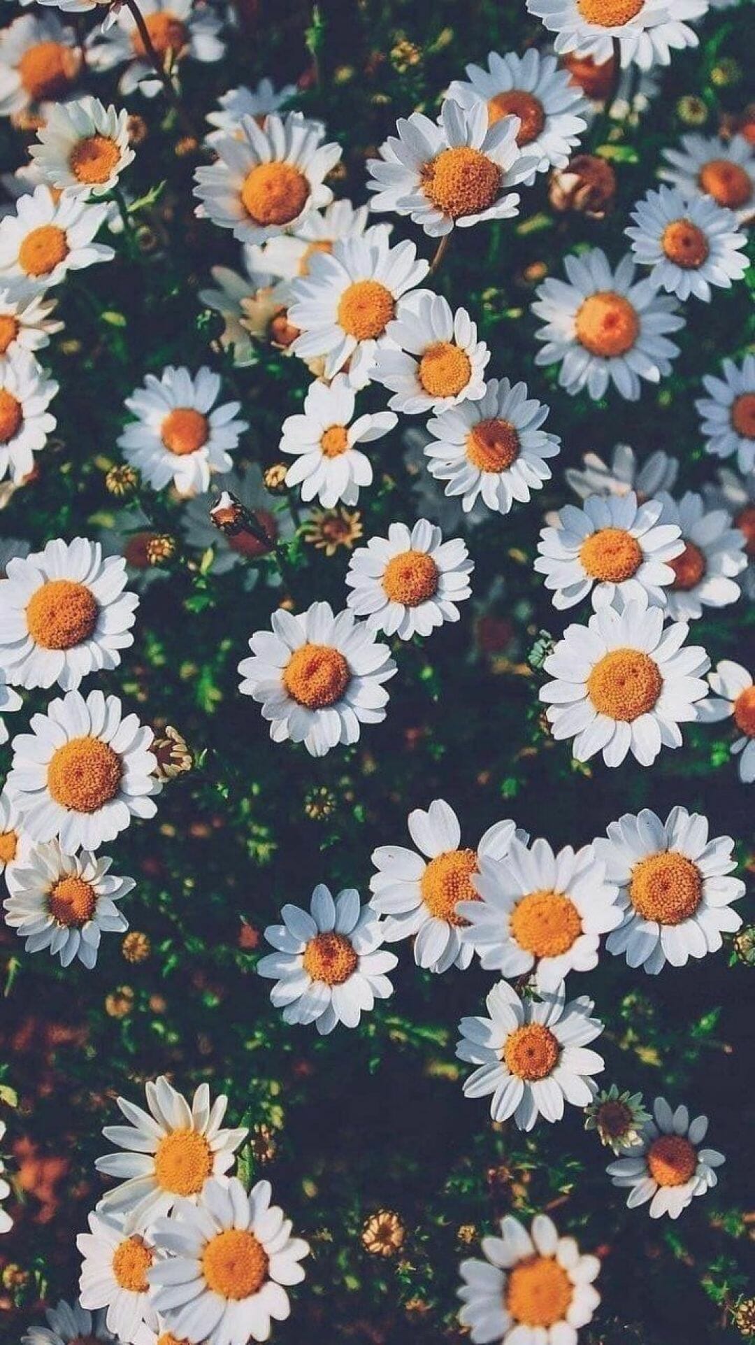 Aesthetic Floral Hd Wallpapers