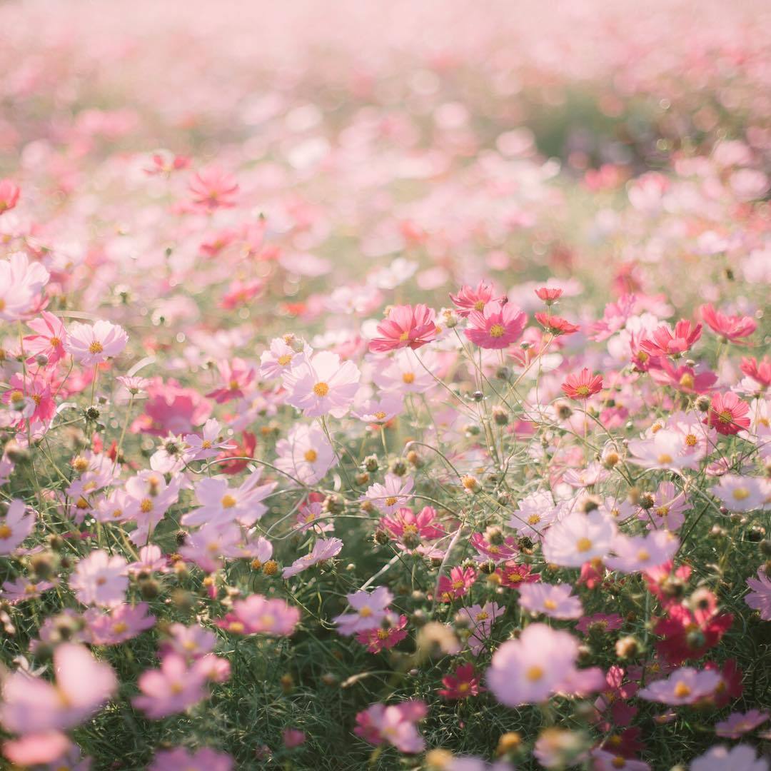 Aesthetic Floral Hd Wallpapers