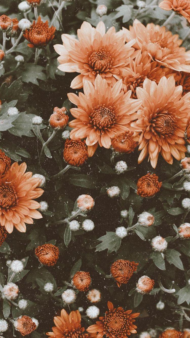 Aesthetic Floral Wallpapers