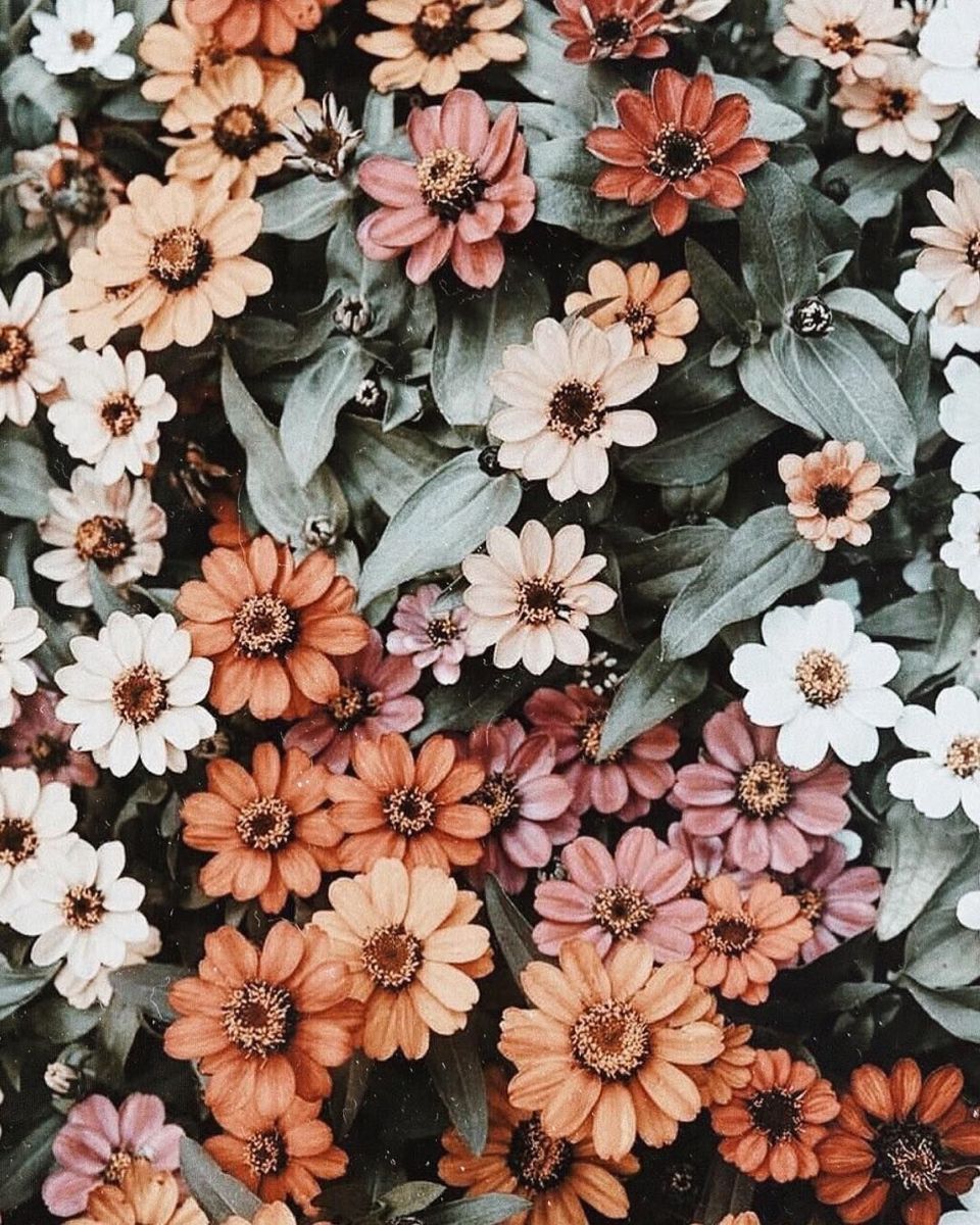 Aesthetic Floral Wallpapers