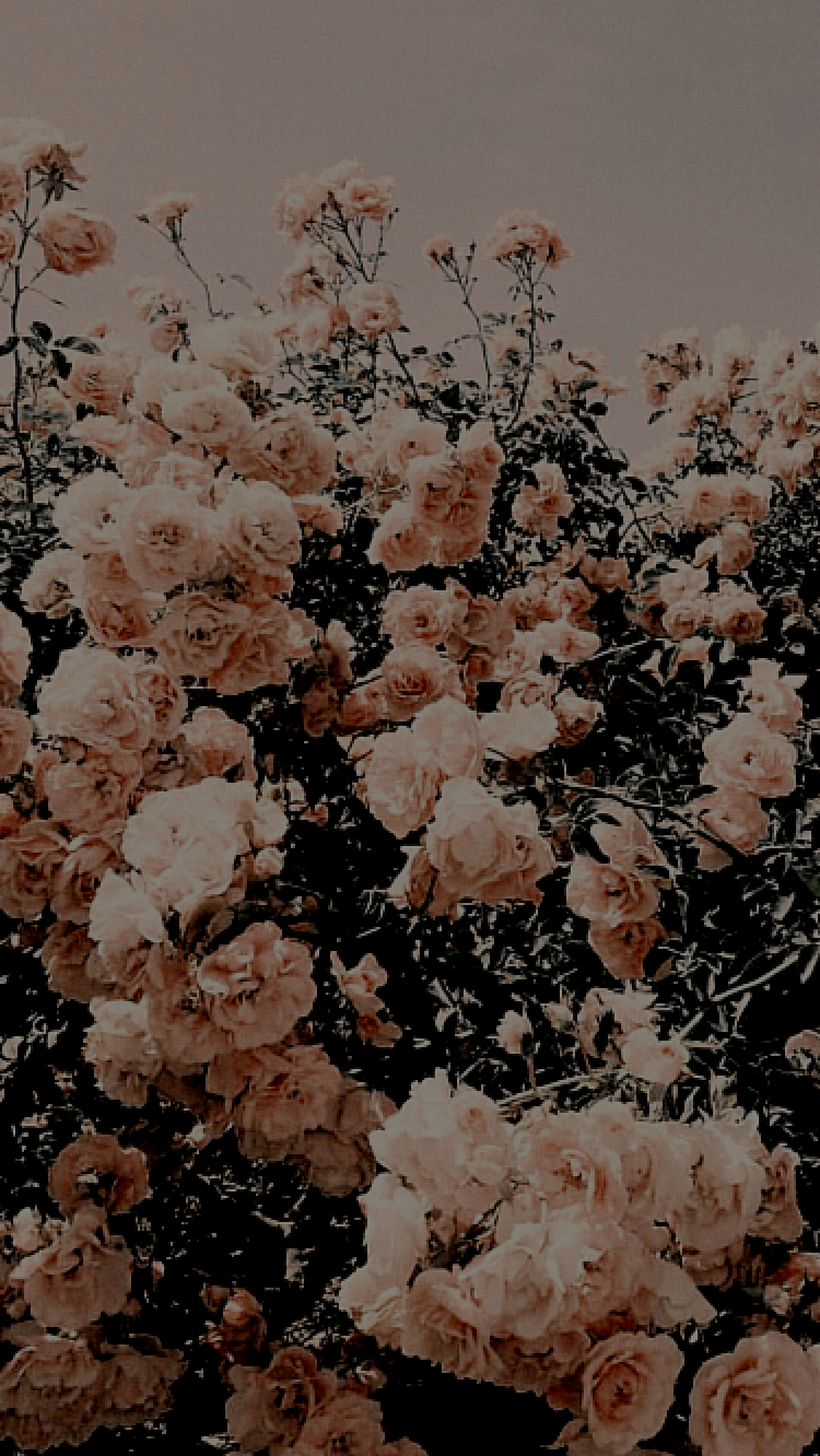 Aesthetic Floral Wallpapers