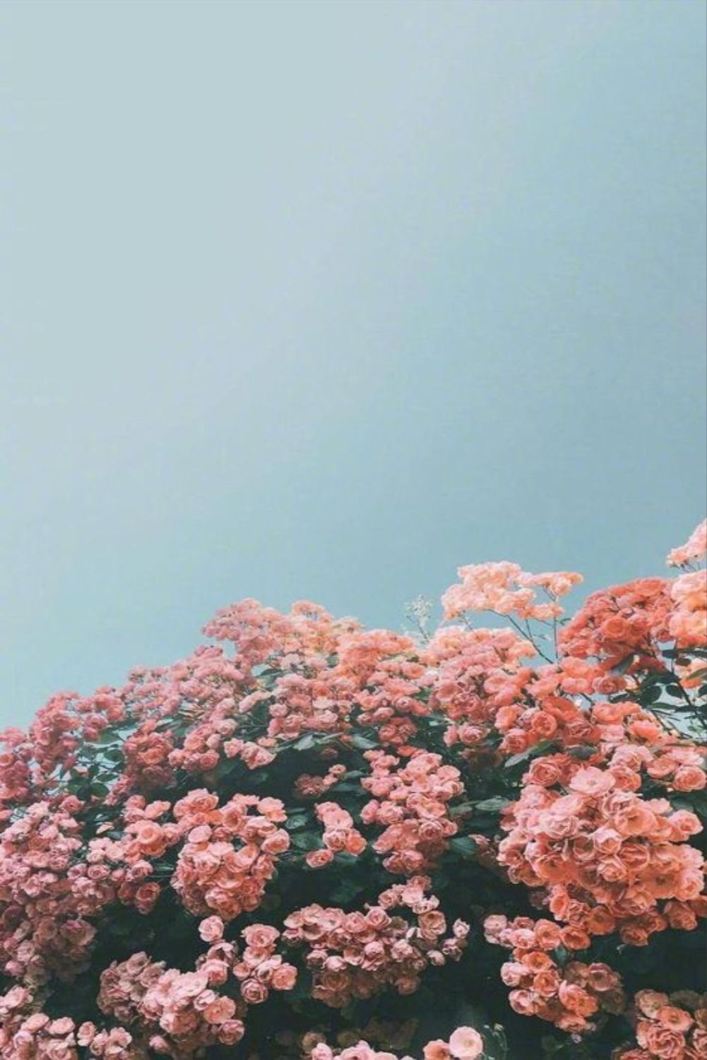 Aesthetic Floral Wallpapers