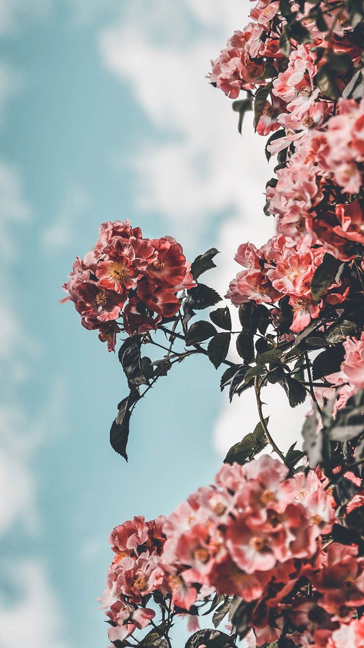 Aesthetic Floral Wallpapers