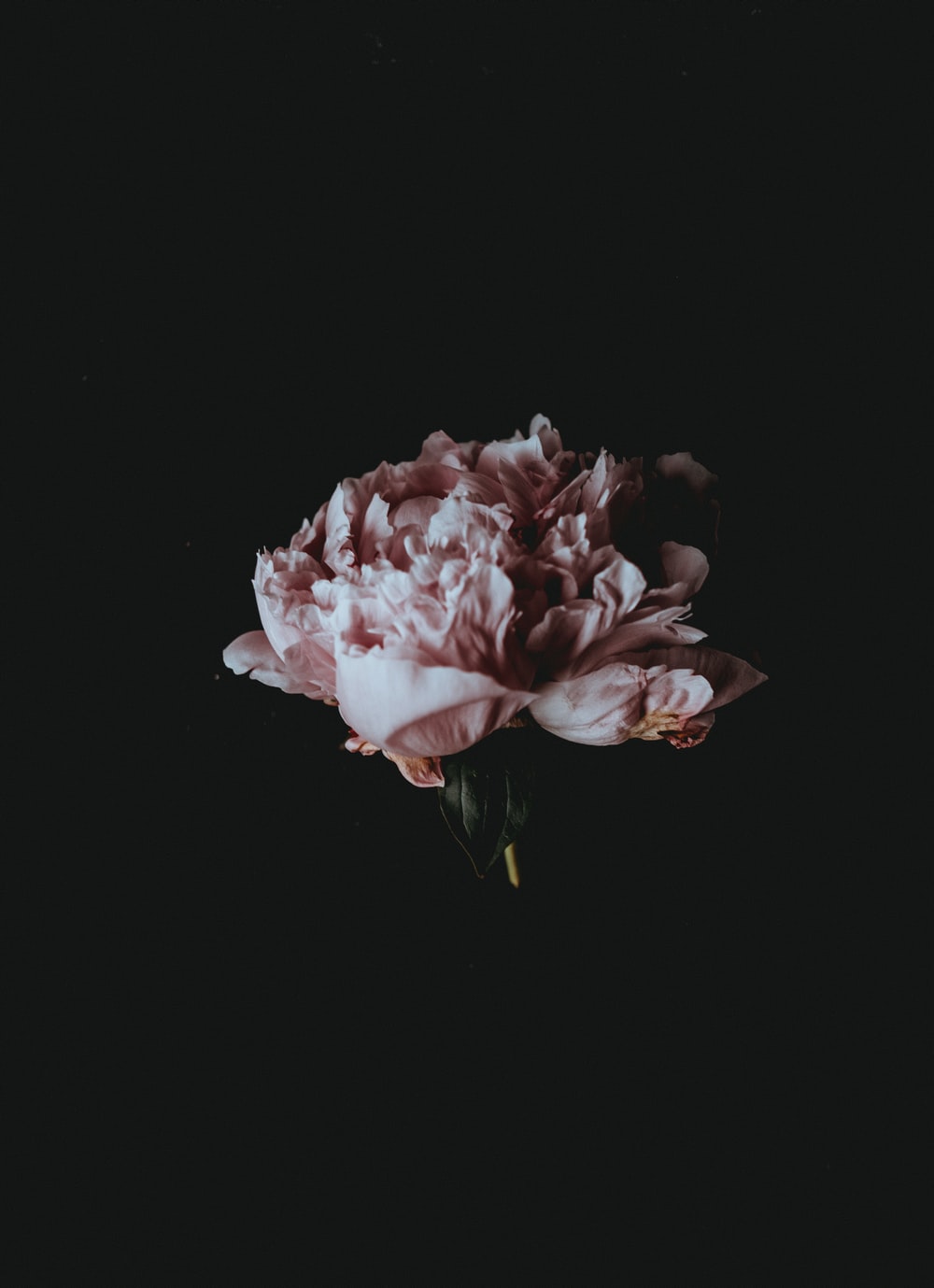 Aesthetic Flower Dark Wallpapers