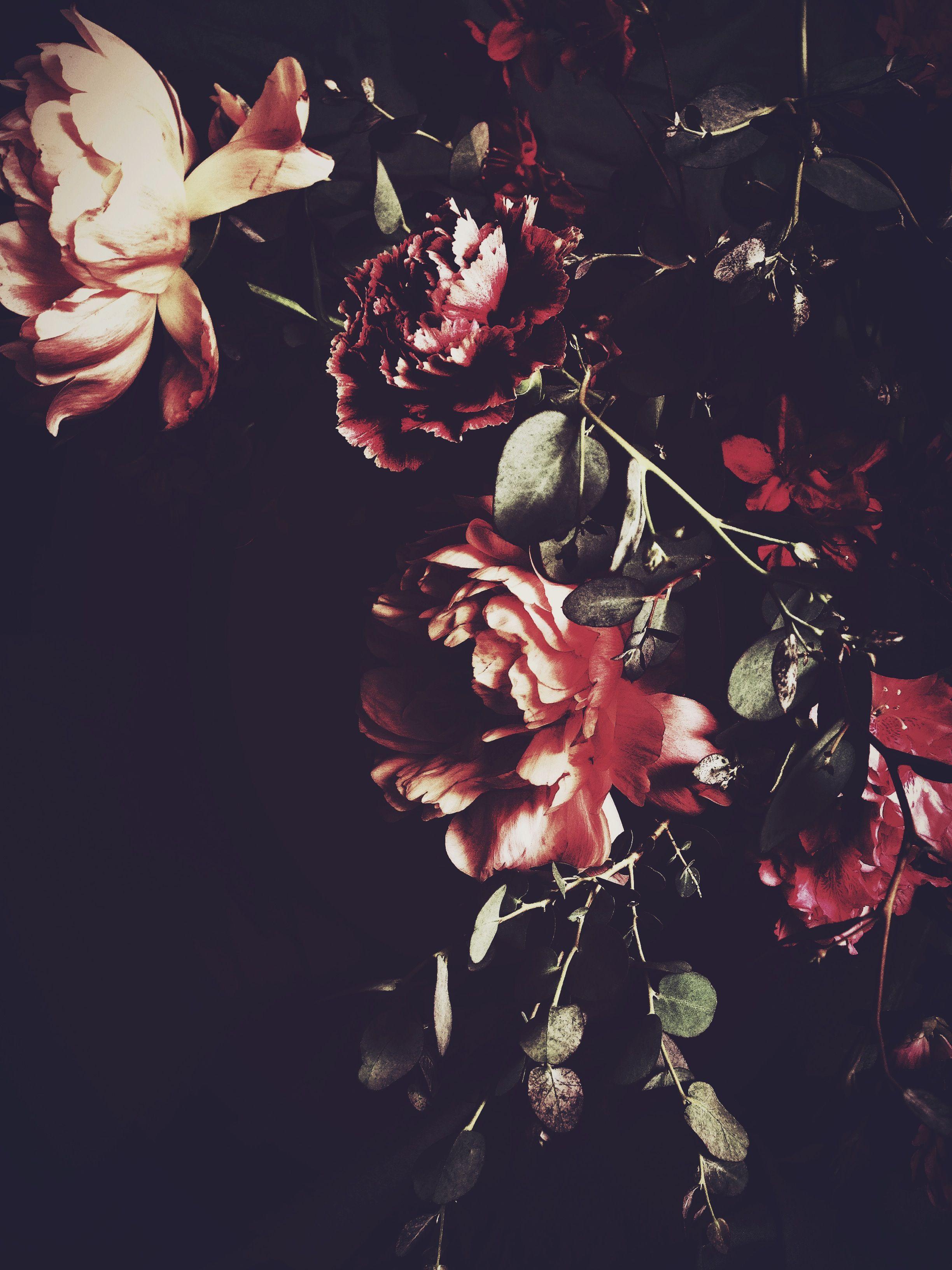 Aesthetic Flower Dark Wallpapers