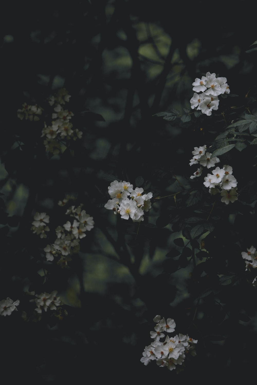 Aesthetic Flower Dark Wallpapers