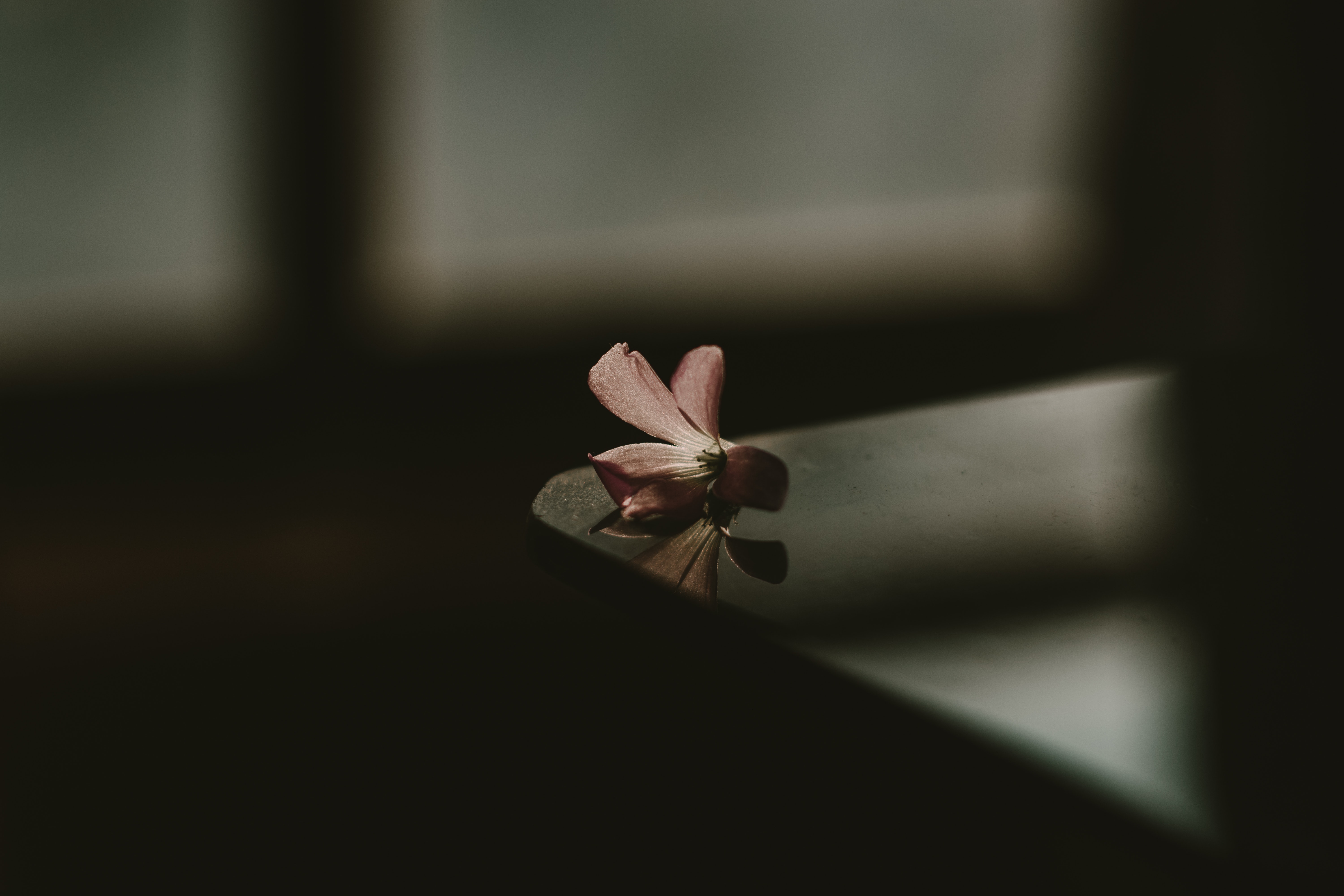 Aesthetic Flower Dark Wallpapers