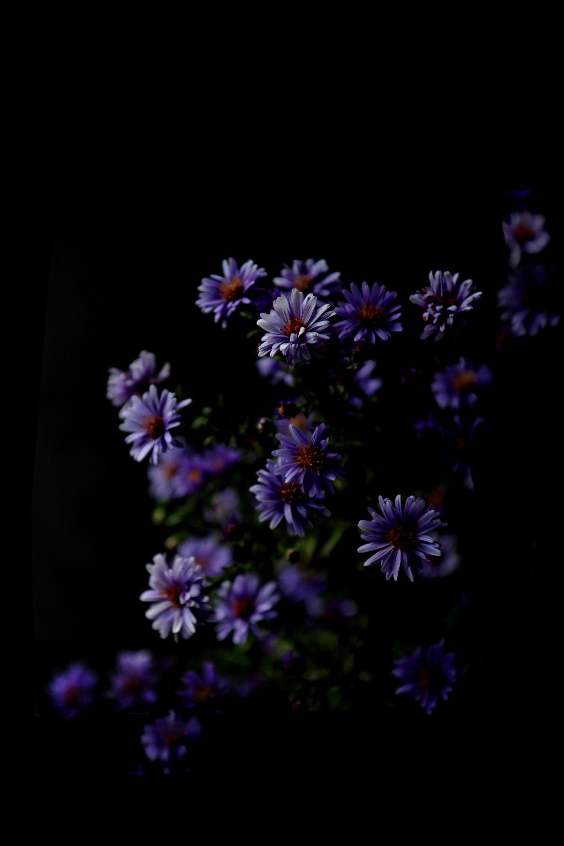 Aesthetic Flower Dark Wallpapers