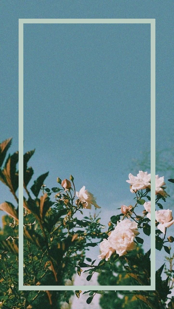 Aesthetic Flower Iphone Wallpapers