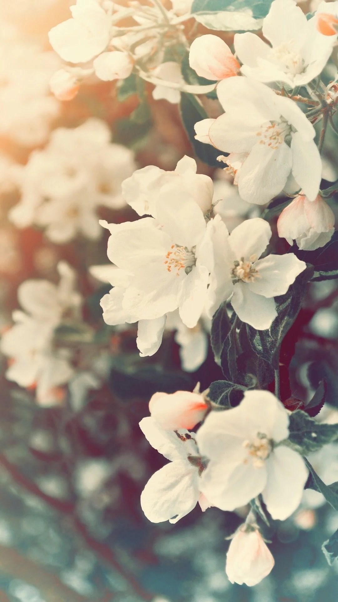 Aesthetic Flower Iphone Wallpapers