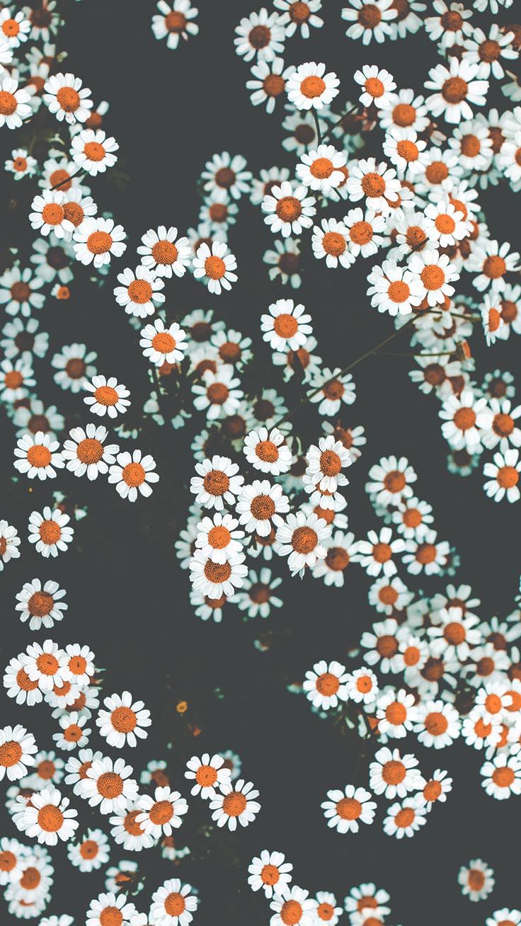 Aesthetic Flower Iphone Wallpapers