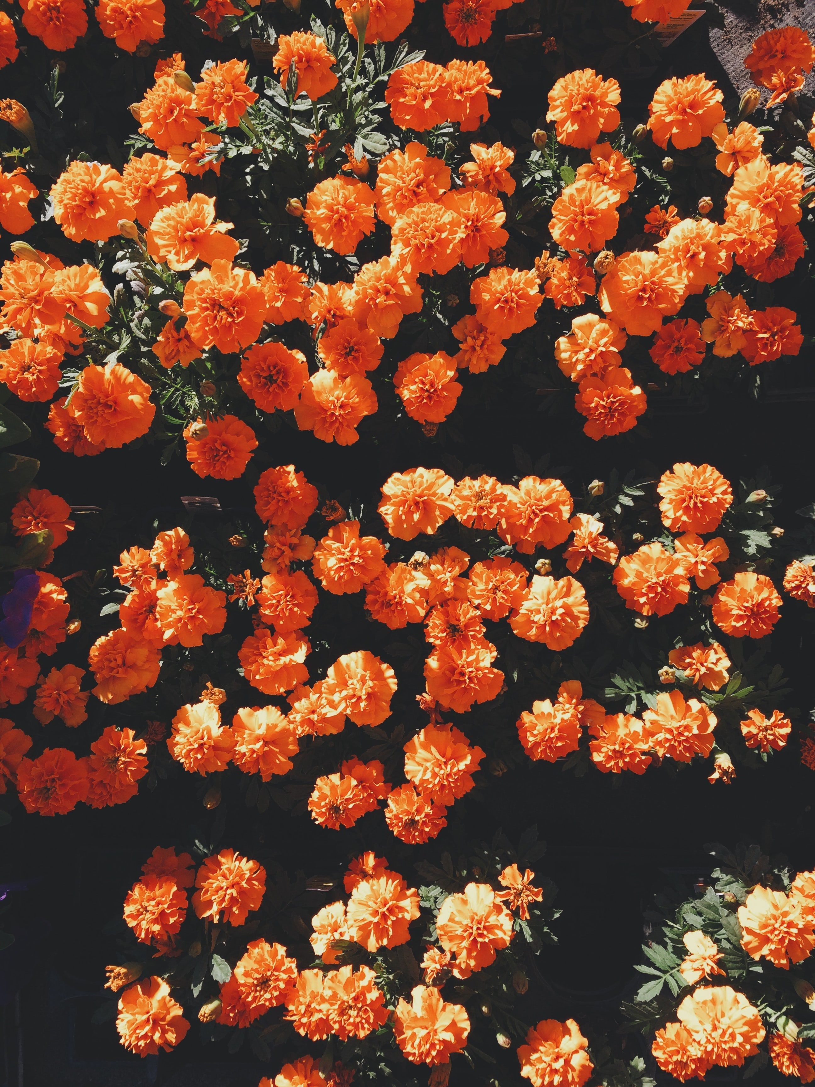 Aesthetic Flower Iphone Wallpapers