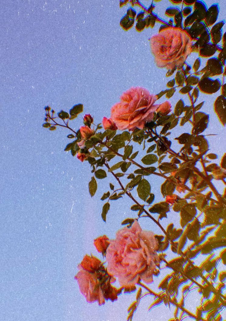 Aesthetic Flowers Iphone Wallpapers