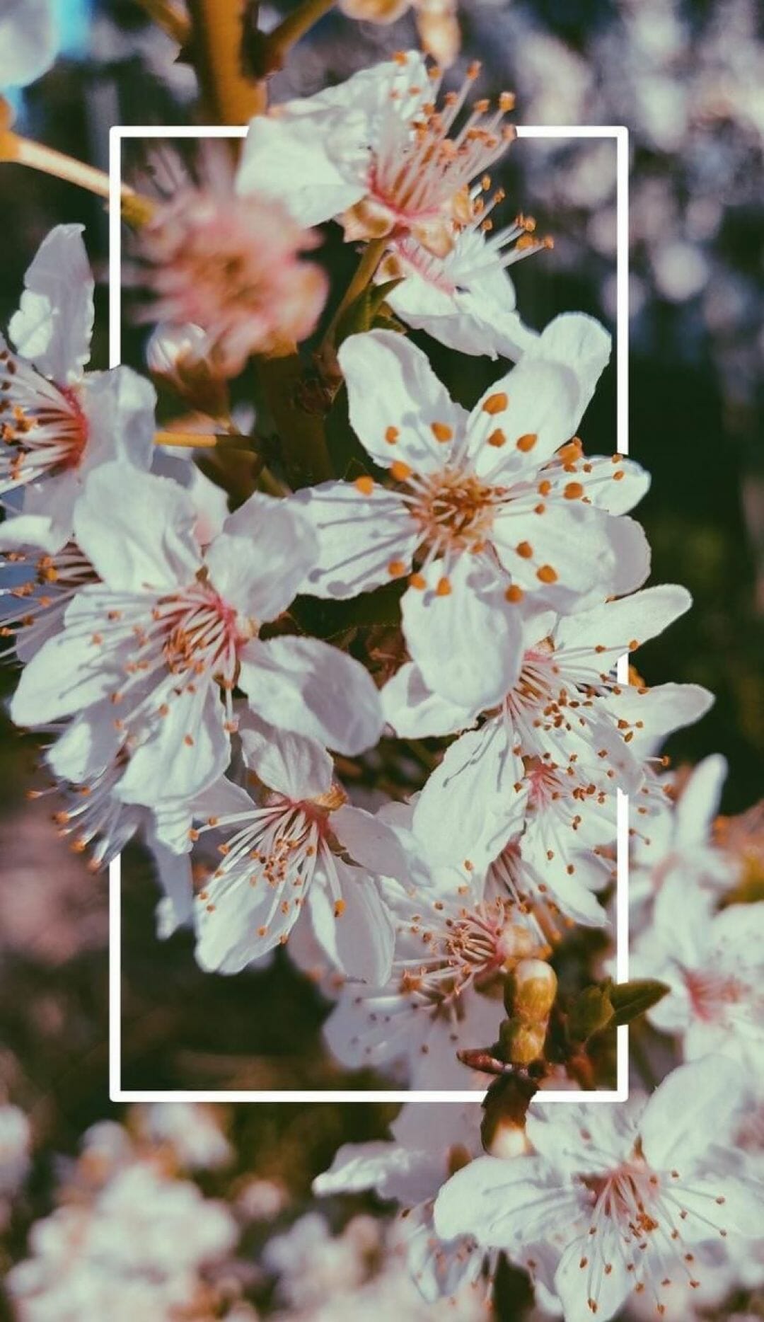 Aesthetic Flowers Iphone Wallpapers