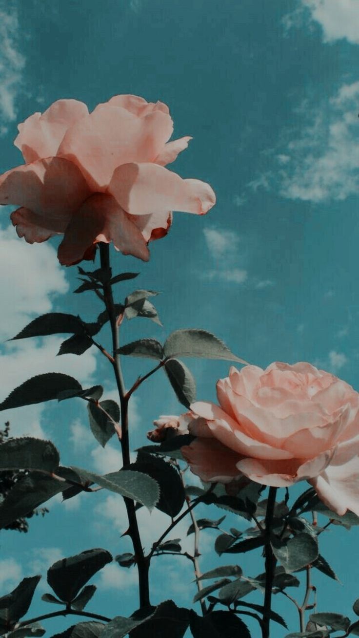 Aesthetic Flowers Wallpapers