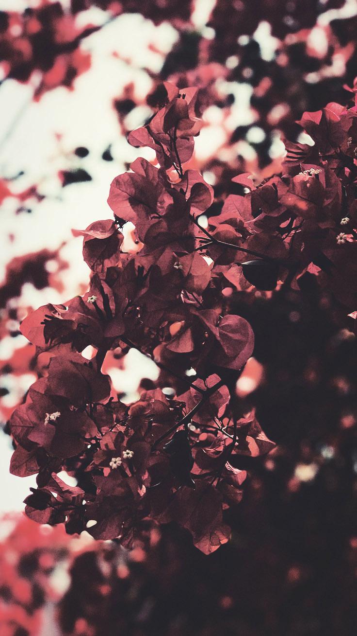 Aesthetic Flowers Wallpapers