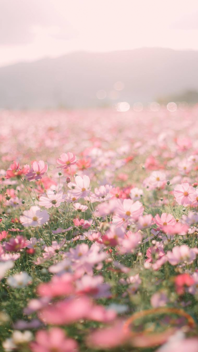 Aesthetic Flowers Wallpapers