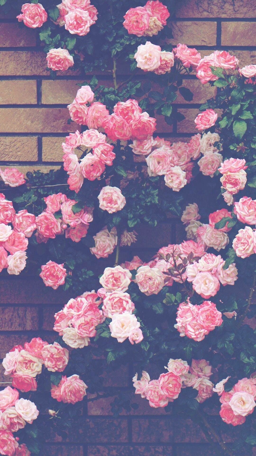 Aesthetic Flowers Wallpapers