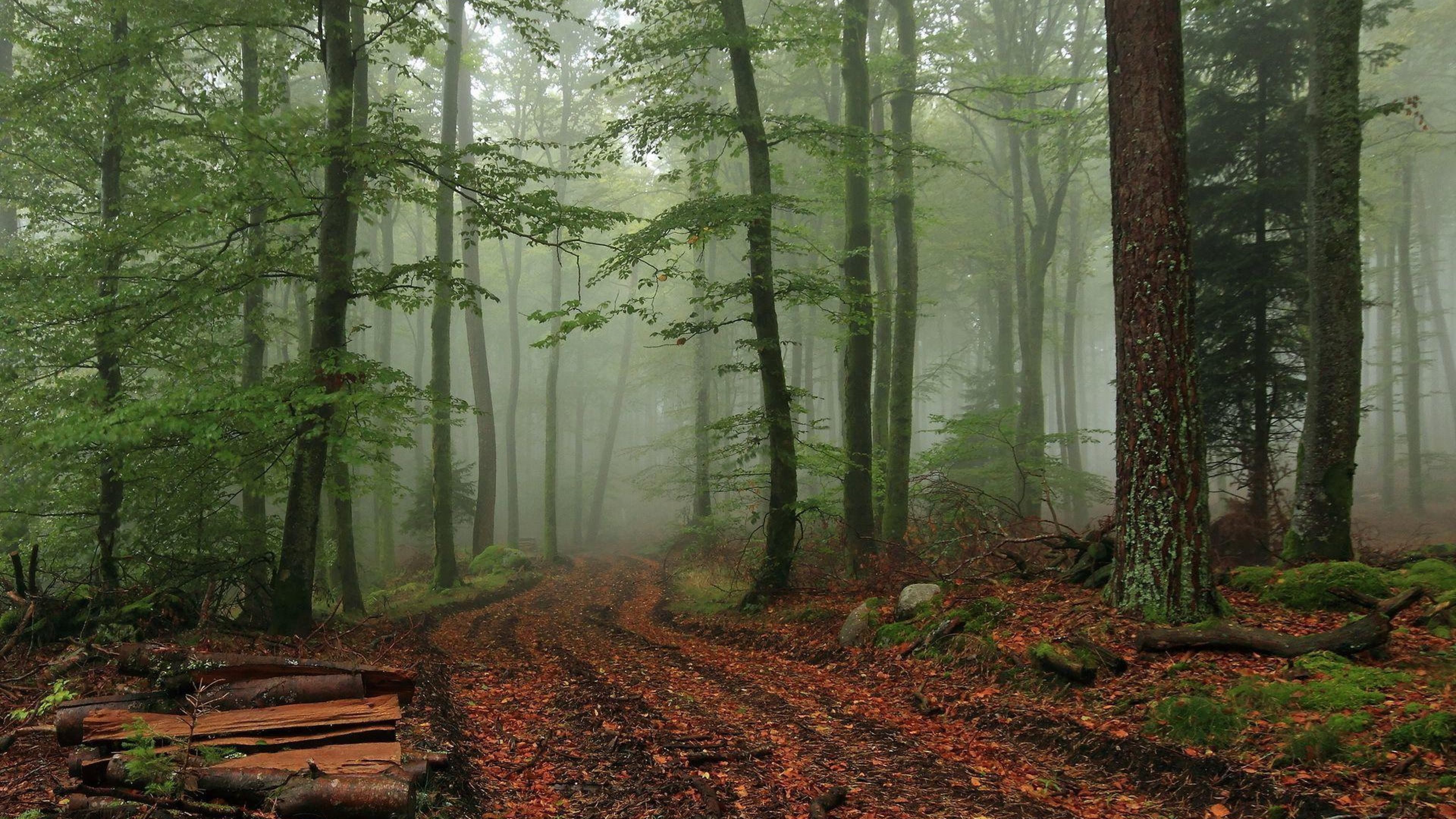 Aesthetic Foggy Forest Wallpapers