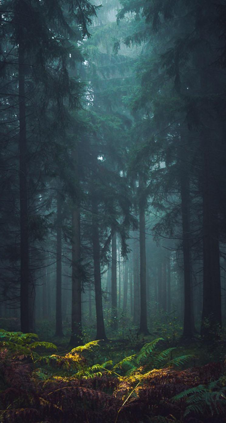 Aesthetic Foggy Forest Wallpapers